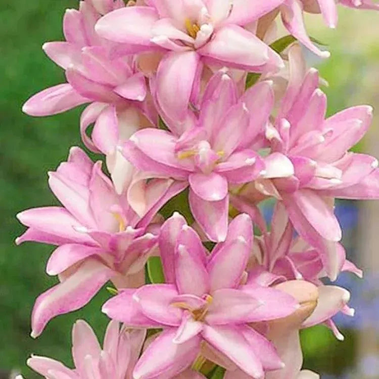 Petalizy™ Tuberose Rajnigandha Seeds (Pack of 2)